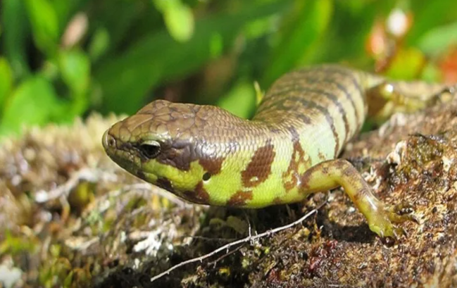 Unikal zəhərli heyvan: qanı və sümükləri yaşıldır