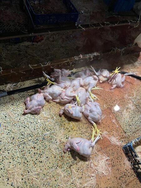 "Kənd toyuqları"nı bu vannalarda "istehsal edirmişlər" - Fotolar