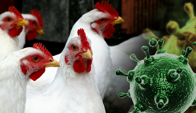 AQTA səkkiz ölkədən ət idxalına müvəqqəti məhdudiyyət tətbiq etdi