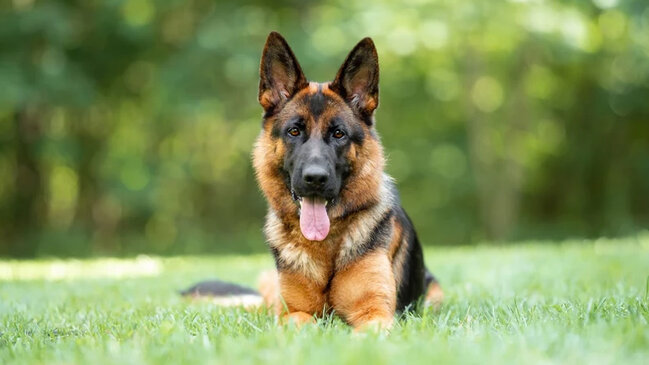 Kartellərin qorxulu yuxusu: Bir itin başına niyə mükafat qoyulur?