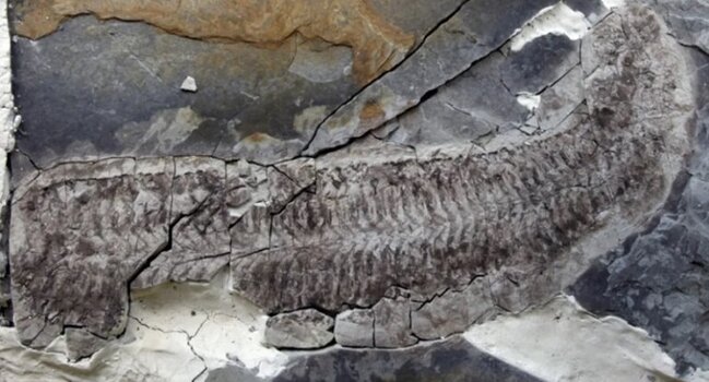 Başı və ayaqları olmayan canlı: 444 milyon illik "Sue" ilə tanış olun