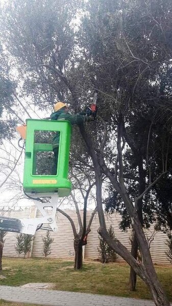 Paytaxtda ağaclar budanır və yuyulur