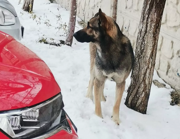 9 yaşlı uşağı it qapıb öldürdü - VİDEO