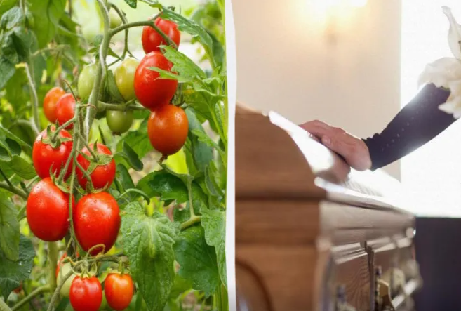 Qatil pomidorlar: Niyə orta əsrlərdə insanlar pomidordan ölürdülər