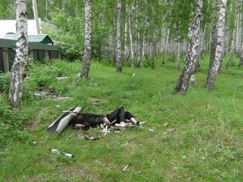 Elşad Mirzəyev qoz ağacından yıxılıb öldü