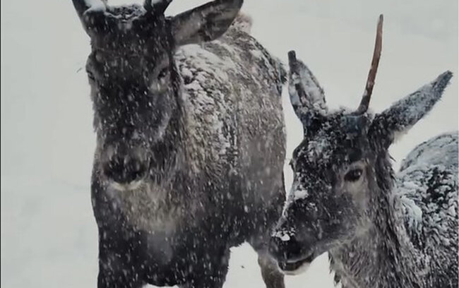 Maral sürüsünün qarlı havada maraqlı görüntüləri - Video