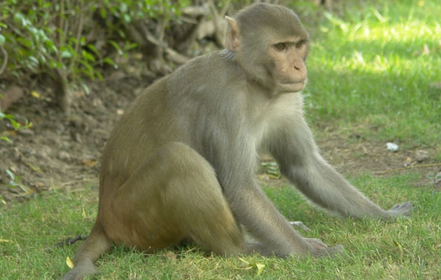 Hindistanda meymunun su quyusuna atdığı körpə sağ qaldı