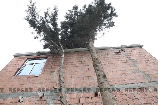 Bakı sakini küləkdən sui-istifadə edərək evinin qarşısındakı ağacı kəsdi - VİDEO