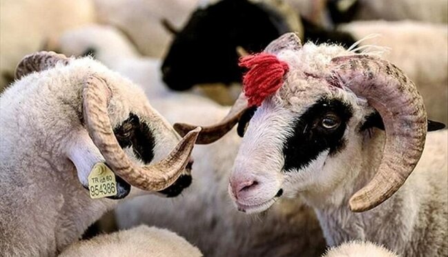 Qurbanlıq bazarında YENİ QAYDALAR qüvvəyə mindi