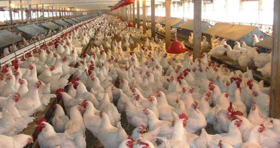 В Азербайджане проводится мониторинг в связи с "птичьим гриппом"