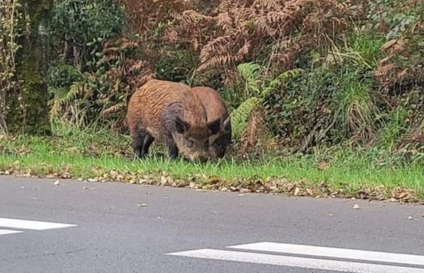 Fransada vəhşi donuzlar şəhəri ələ keçirdilər: "Avtomobildən evə qədər olan məsafəni qaçaraq gedirik"