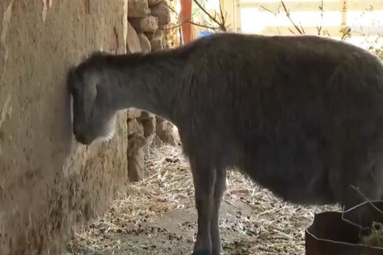 Yanğında balasını itirən keçi depressiyaya düşdü: Yemək yemir, su içmir…