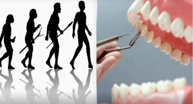 Ağıl dişlərinin zəka ilə əlaqəsi - Onlar nə üçün lazımdır?
