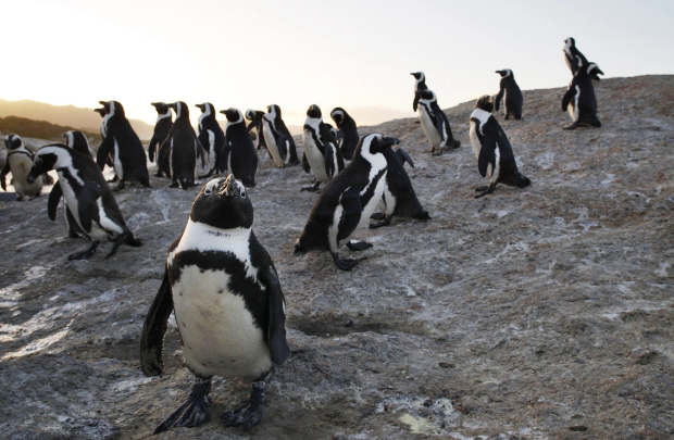 Afrika pinqvinlərinin nəsli kəsilə bilər