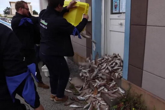 Qeyri-adi etiraz: Balıqları hökumət idarələrinin qapılarına tökdülər - VİDEO