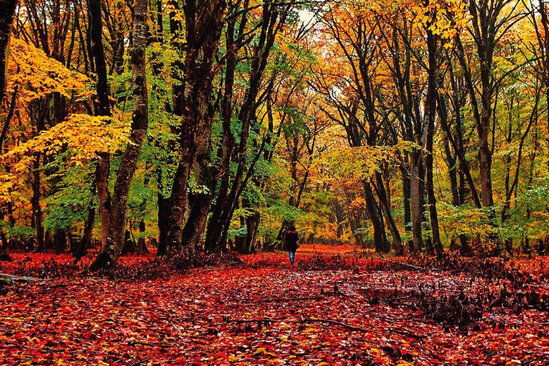 İsmayıllı meşəsində FACİƏ