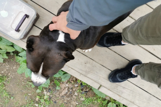 İti qaçırıb yedi