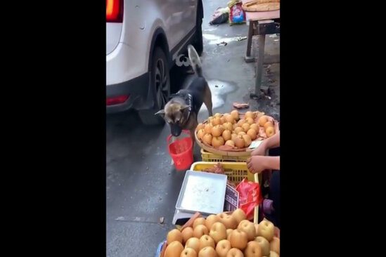 Bu it sahibi üçün alış-veriş edir: HAMI ŞOKDA-VİDEO