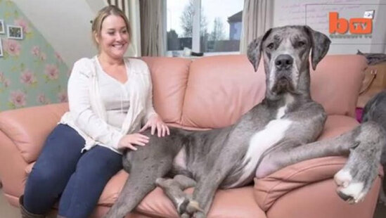 Bu it 23 divanı sıradan çıxarıb