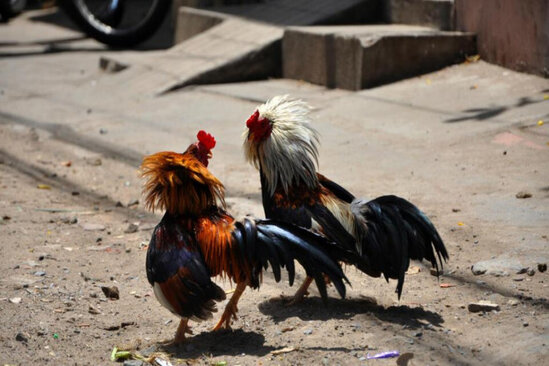 Xoruz döyüşündə QƏTLİAM: silahlılar 20 nəfəri öldürdü