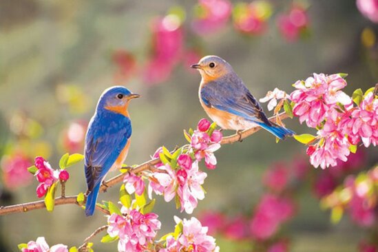 Aprel ayının HAVA PROQNOZU