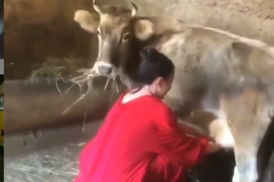 Sağıcı qadın inəklərə ot verməyən İŞÇİNİ ÖLDÜRDÜ