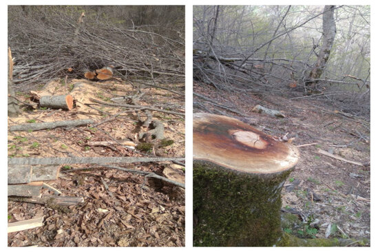 Azərbaycan meşəsində kütləvi qırğın - FOTOLAR
