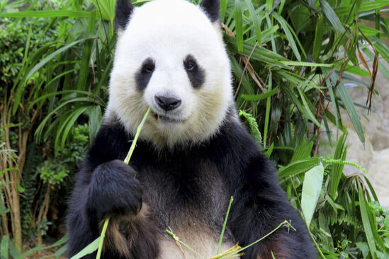 Panda balası bir ildir adsız qalıb