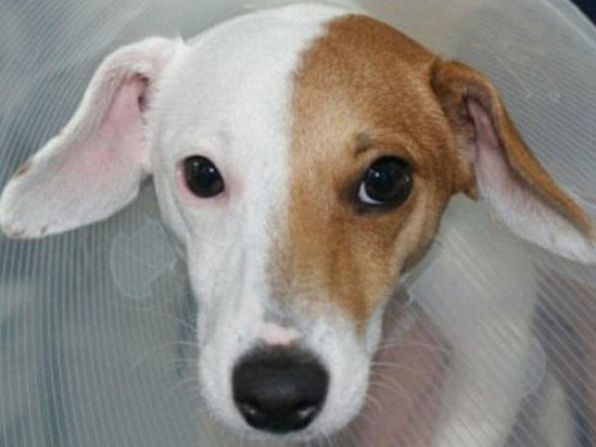 Bu da oldu: itin cinsi dəyişdirildi