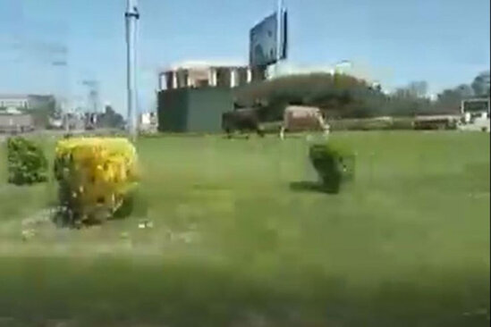 Bakıda dairənin ortasında inək otardılar - VİDEO