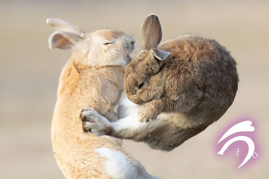 Dovşanların davası trend oldu -FOTOLENT