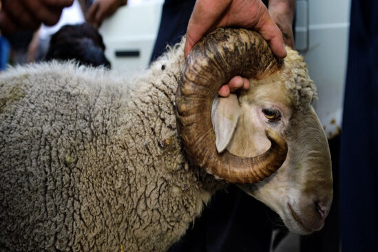 Adam öldürən qoyun 3 il azadlıqdan məhrum edildi