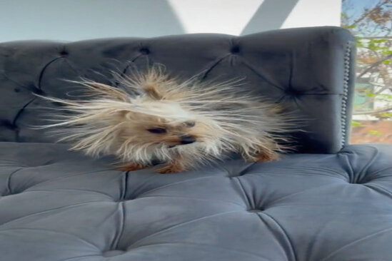 Elektriklənmiş it sosial şəbəkə fenomeni oldu