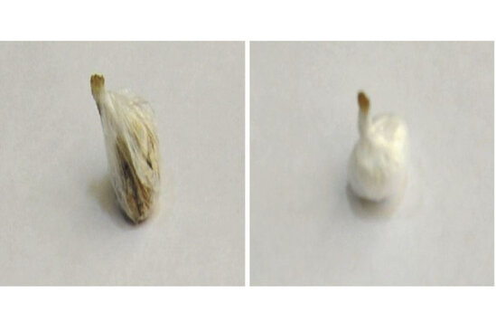 Ana həbsdə olan oğluna "patı" apardı