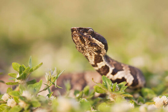 49 yaşlı kişi onu sancan ilanı yedi