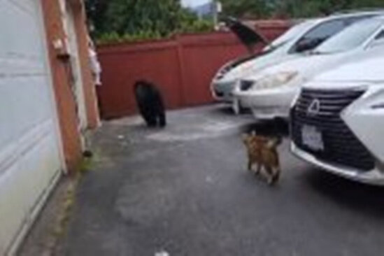 Pişik sahiblərini ayıdan belə qorudu -VİDEO