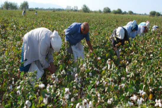 Pambıq tarlasında KÜTLƏVİ ZƏHƏRLƏNMƏ