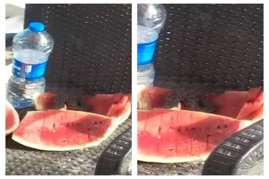 Bakıda dənizdən çıxıb qarpızın içində ilanlar gördülər - VİDEO