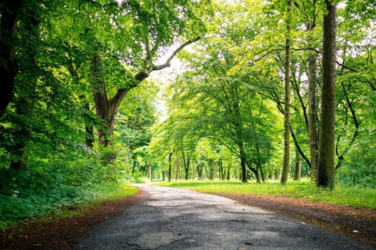 Azərbaycanda 30 min manata ağac SATILIR - FOTO