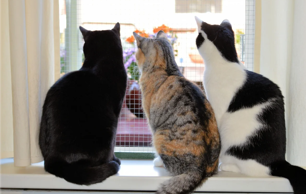 Pişiklər öz sahiblərini uzun müddət yadda saxlaya bilir - Alimlərdən araşdırma