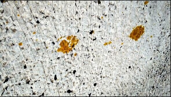 Küçələrdə "zəhərli pişik" dolaşır: Əhaliyə xəbərdarlıq edildi - FOTO