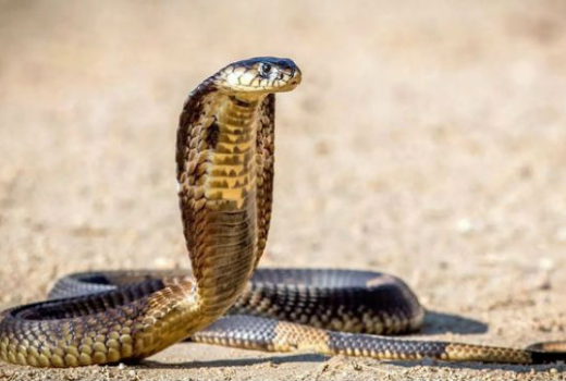 Hindistanlılar iki başlı mutant kobraya ibadət edirlər — FOTO