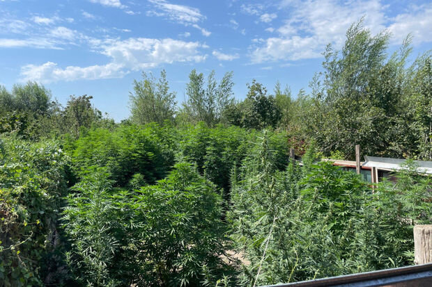 Sabirabadda həyətində çətənə kolu əkən şəxs saxlanılıb