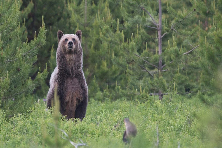 Göygöl Milli Parkında ayı inəyi parçaladı - VİDEO