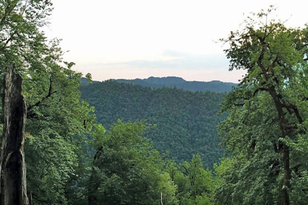 Hirkan meşələri UNESCO-nun Ümumdünya İrs Siyahısına daxil edilib