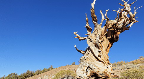 Gənc alimin ehtiyatsızlığına görə dünya ən qədim ağacını itirdi - 5 min yaşı var idi