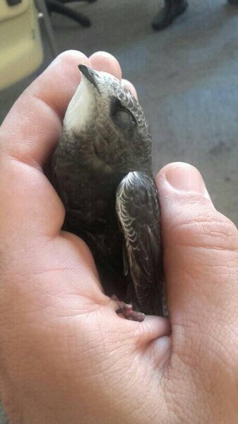 Quranda adı çəkilən əbabil quşu Bakıda — FOTOLAR