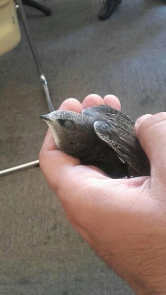 Quranda adı çəkilən əbabil quşu Bakıda — FOTOLAR