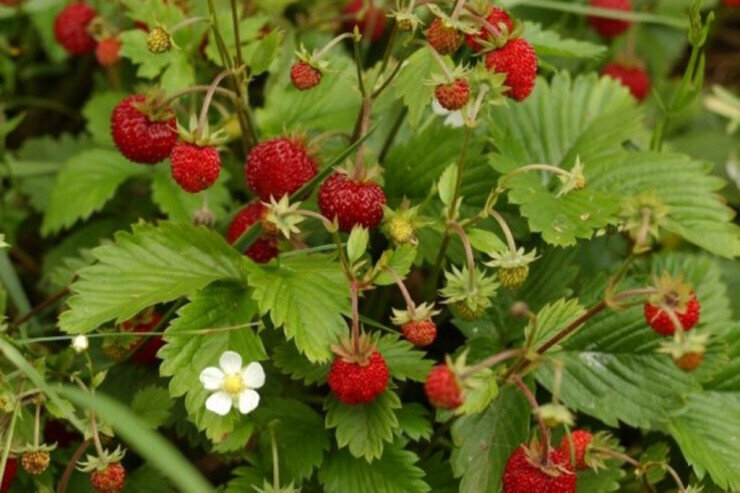 "Çiyələk yarpaqlarını yemək olarmı?" deməyin: Görün nə qədər XEYİRLİDİR