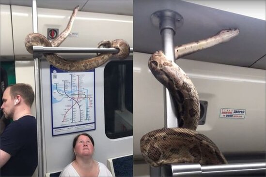 Metro qatarının "soyuqqanlı sərnişin"i sosial şəbəkələrdə gündəm oldu - VİDEO